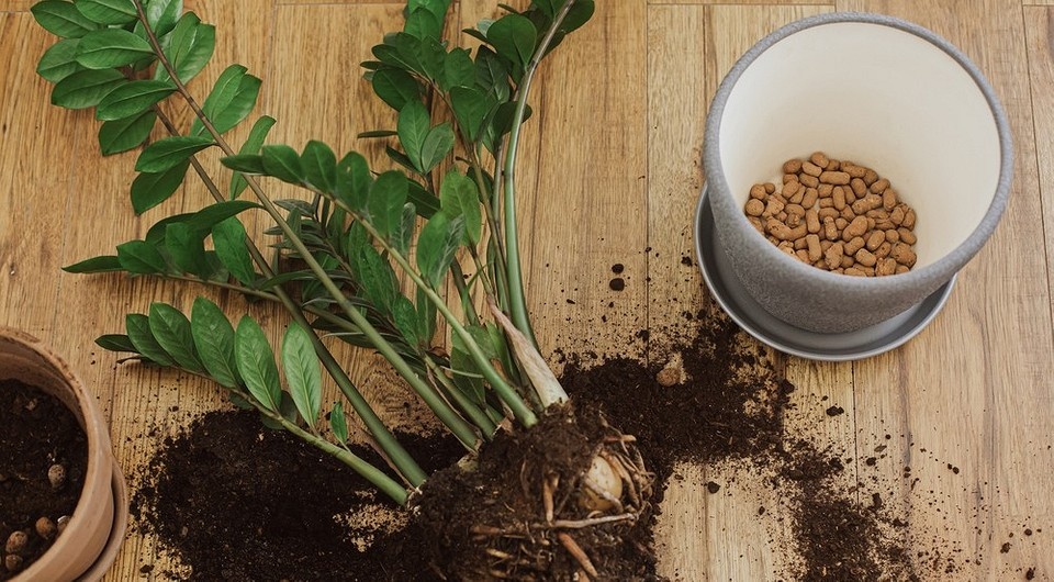 Замиокулькас