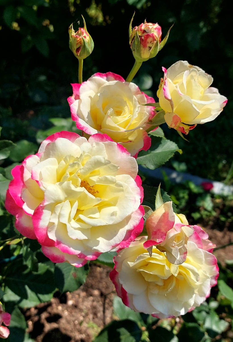 Ну, вот в начальной стадии еще ничего. А дальше...