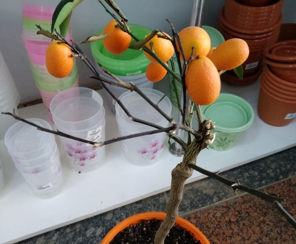  Цитрус Маргината