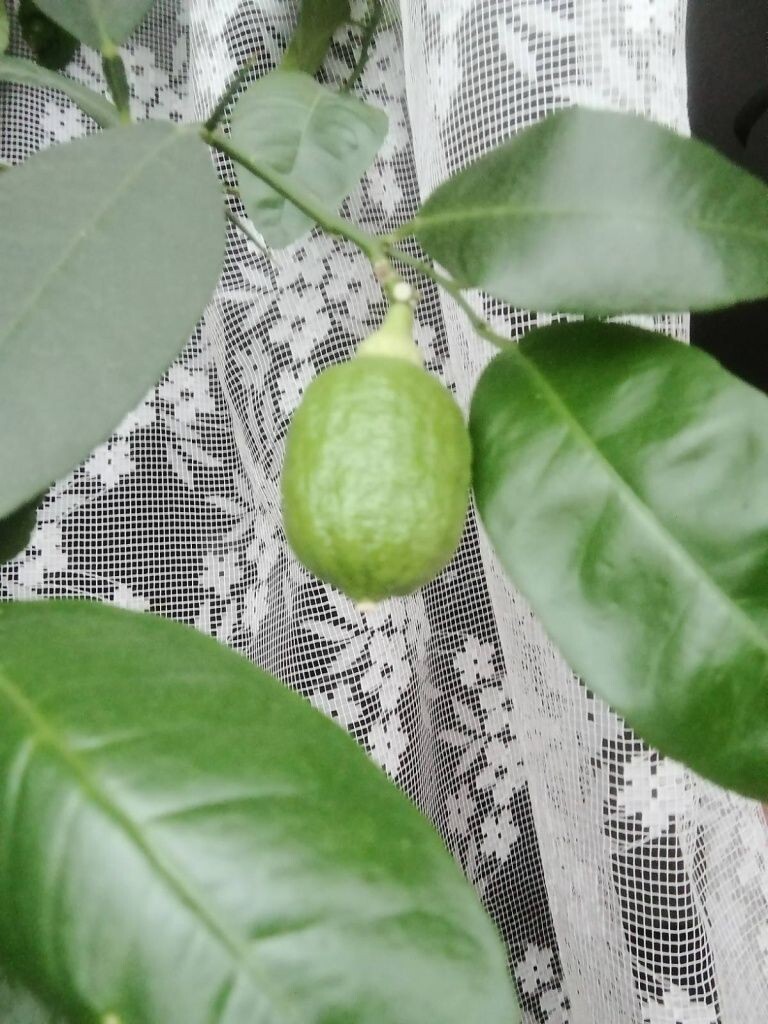  Комнатный лимон