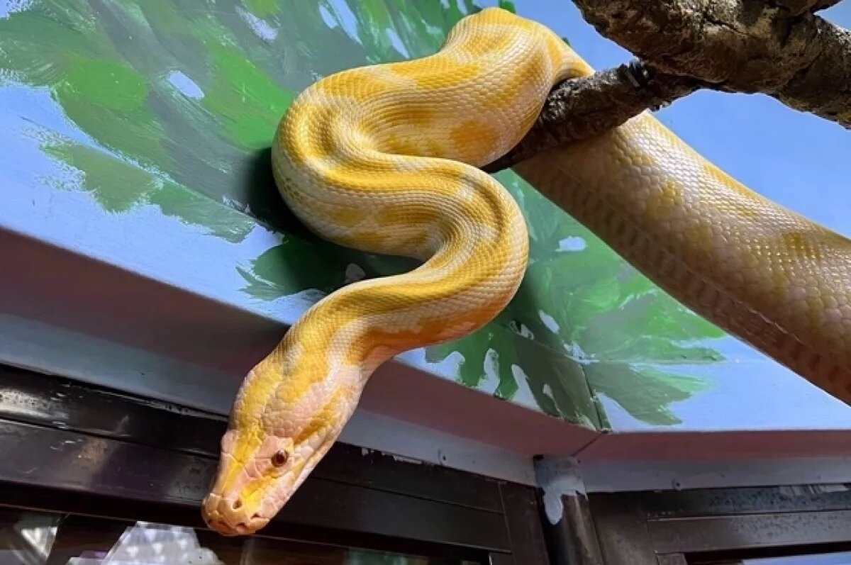    Молодым питонам зоопарка подбирают новые имена на букву «З»