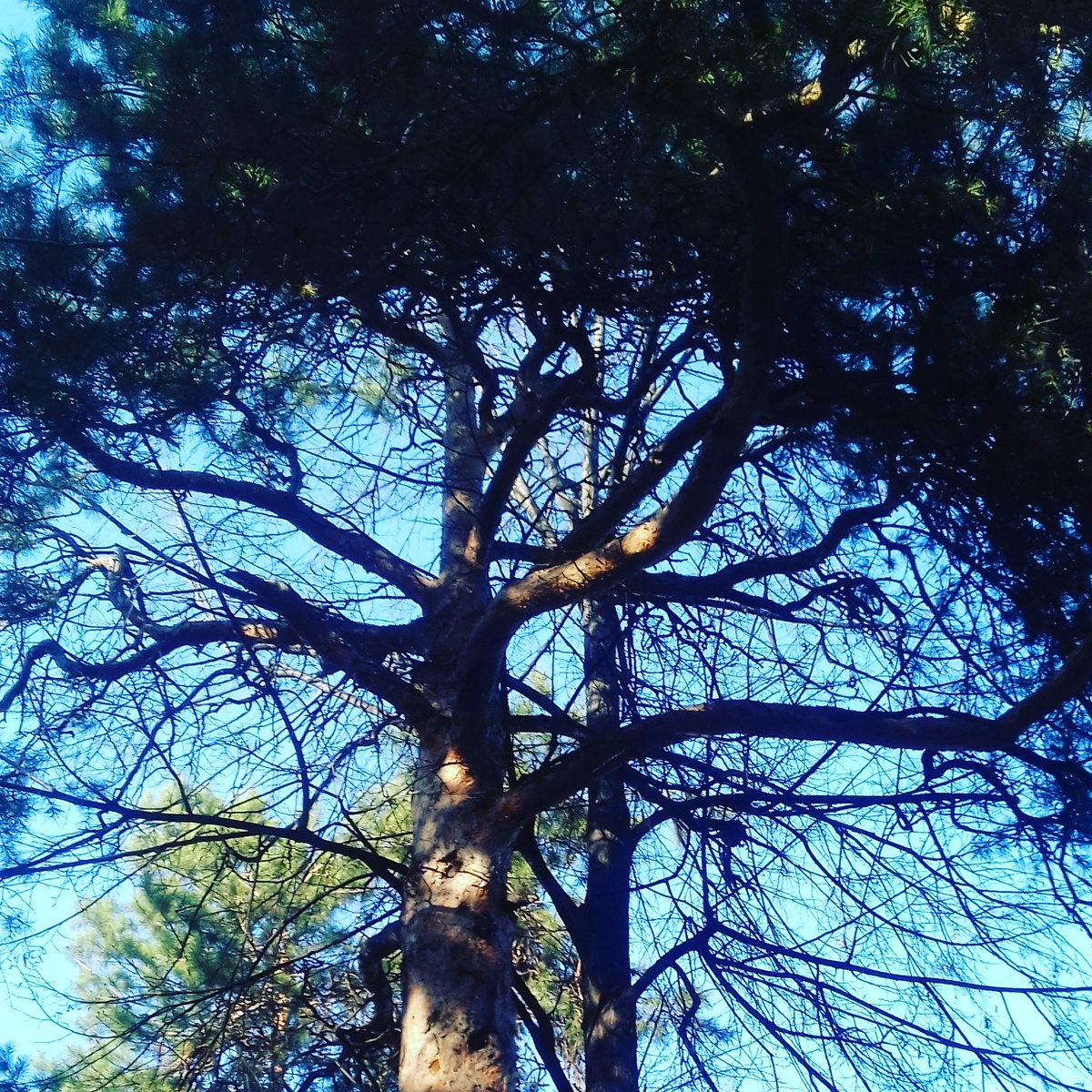 Дерево в Центральном парке города Красноярска.