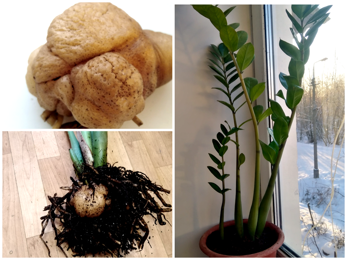 Клубни замиокулькаса