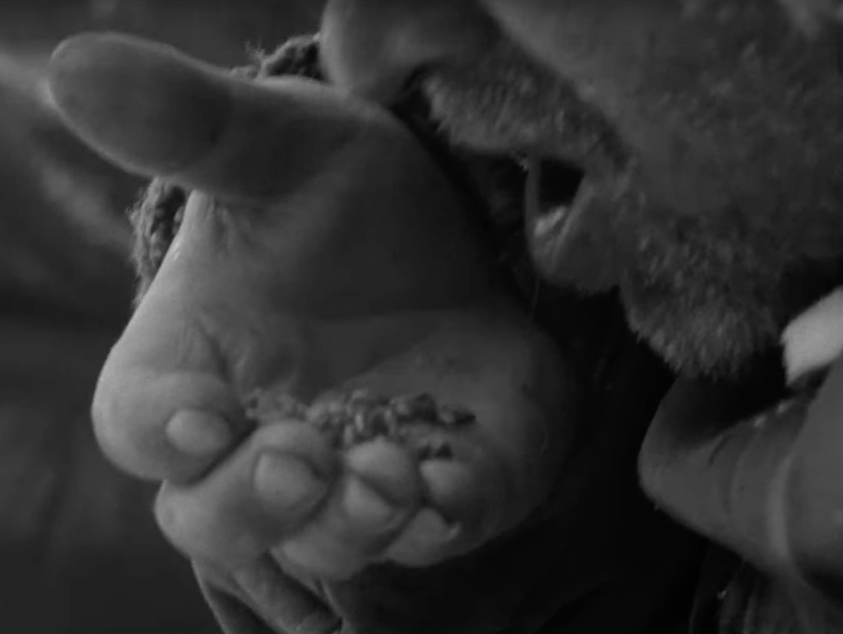 Сегодня вот это – норма еды в окружённом отряде. Кадр из фильма Л. Шепитько Кадр Кадр из фильма "Восхождение" Л. Шепитько. Это норма продуктов окруженного отряда