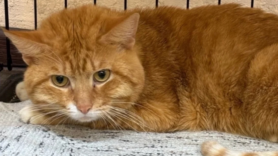    Фото: "Счастливый хвост"