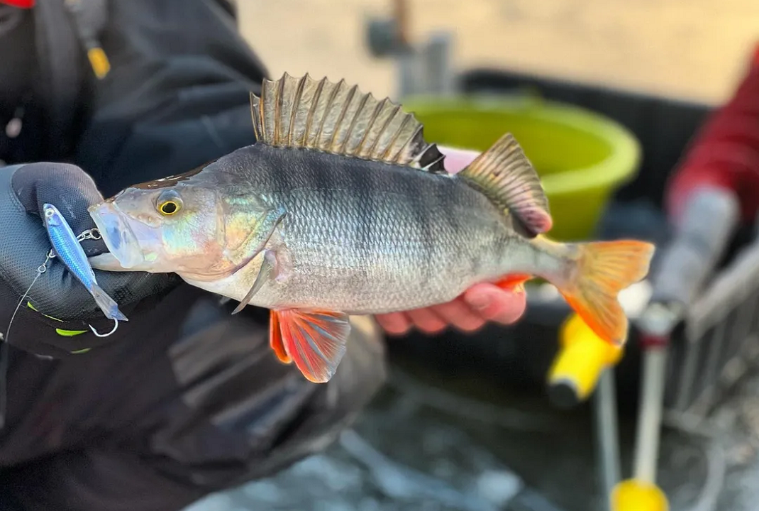 ЛОВЛЯ НА БАЛАНСИР