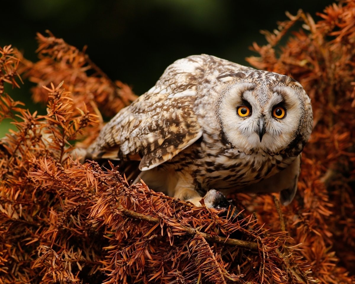 Сова. Фото взято из открытого источника Яндекс Картинки.