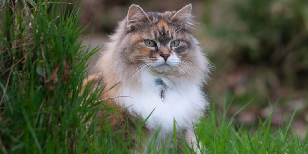 Сколько лет живут сибирские кошки и как продлить их жизнь?