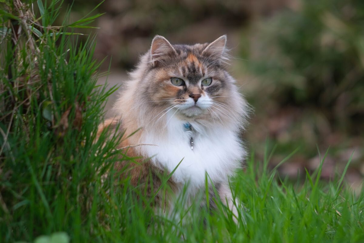 Сибирская кошка