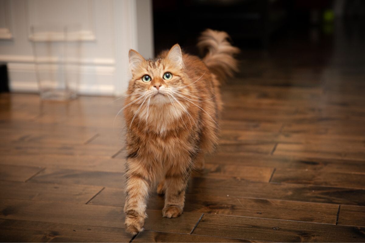 Сибирский кот 