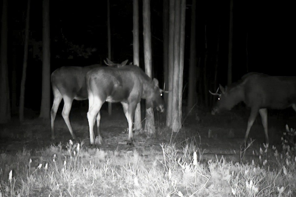    Лоси под Петербургом начали сбиваться в стада, чтобы согреться. Фото: Павел Глазков
