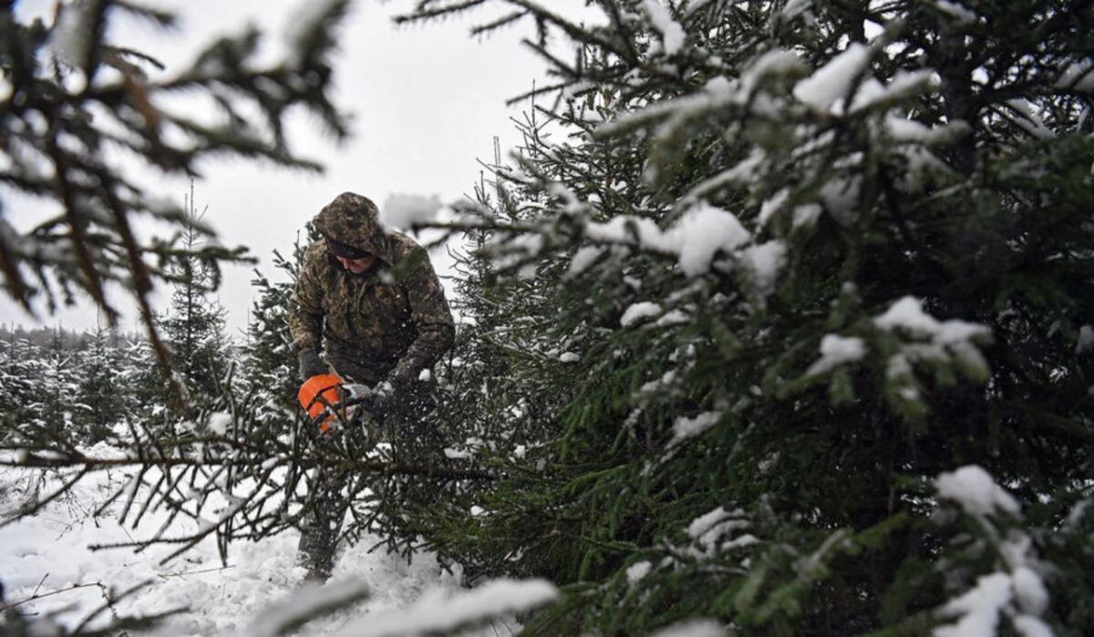     Мужчина спиливает елку. Источник: gazeta.ru Автор фото: Александр Кряжев/РИА «Новости»