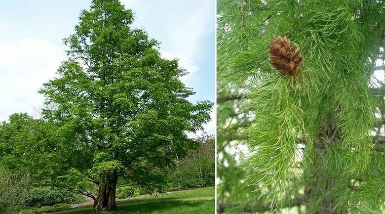 Лиственница