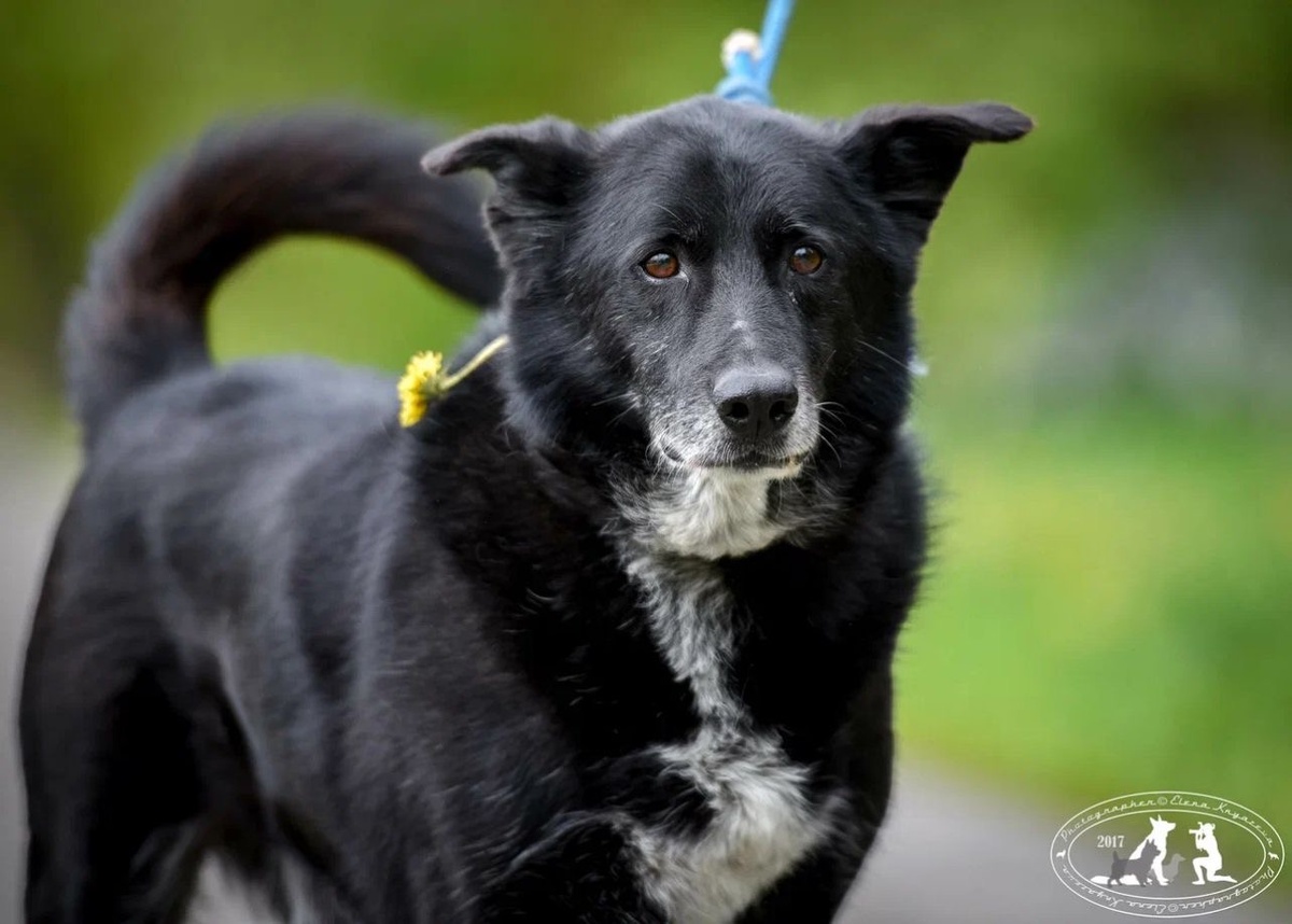 Когда смотришь на Арчи, сразу видно, что в жизни его было мало хорошего 