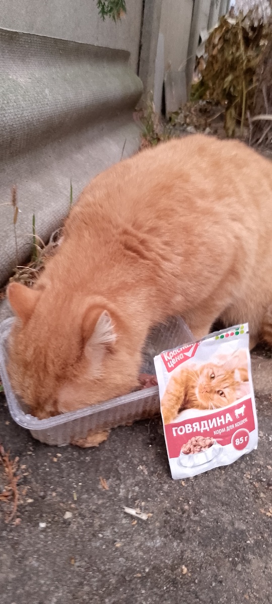 #доброспасетмир #зима2024-2025 #новаяусмань #воронеж #дети #животные 