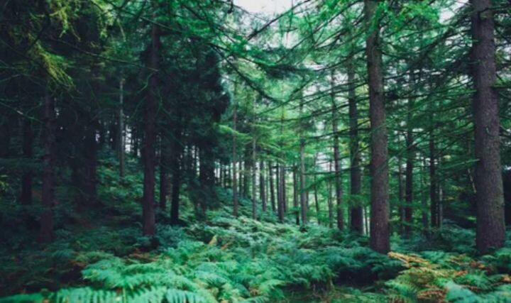 Фото из интернета. 