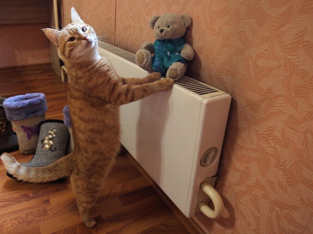    Кот в квартире жилого дома в Москве© РИА Новости / Мария Девахина