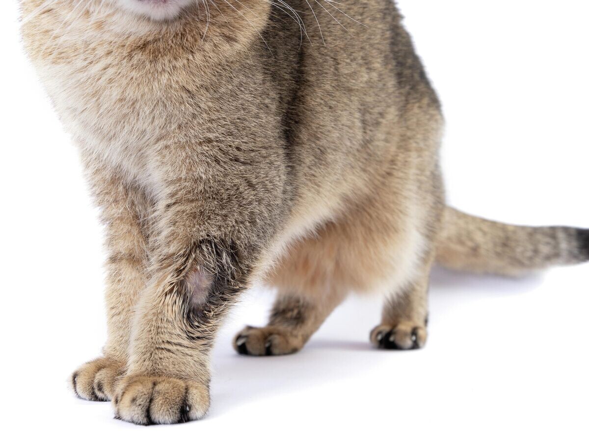    Лишай на лапе у кошки© Depositphotos.com / nadyabeson
