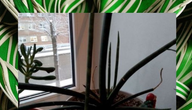    Сансевиерия косичка – что это такое