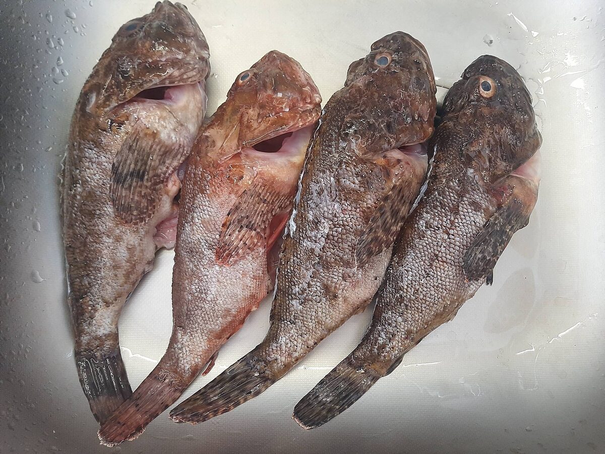 Черноморский ерш (скорпена)