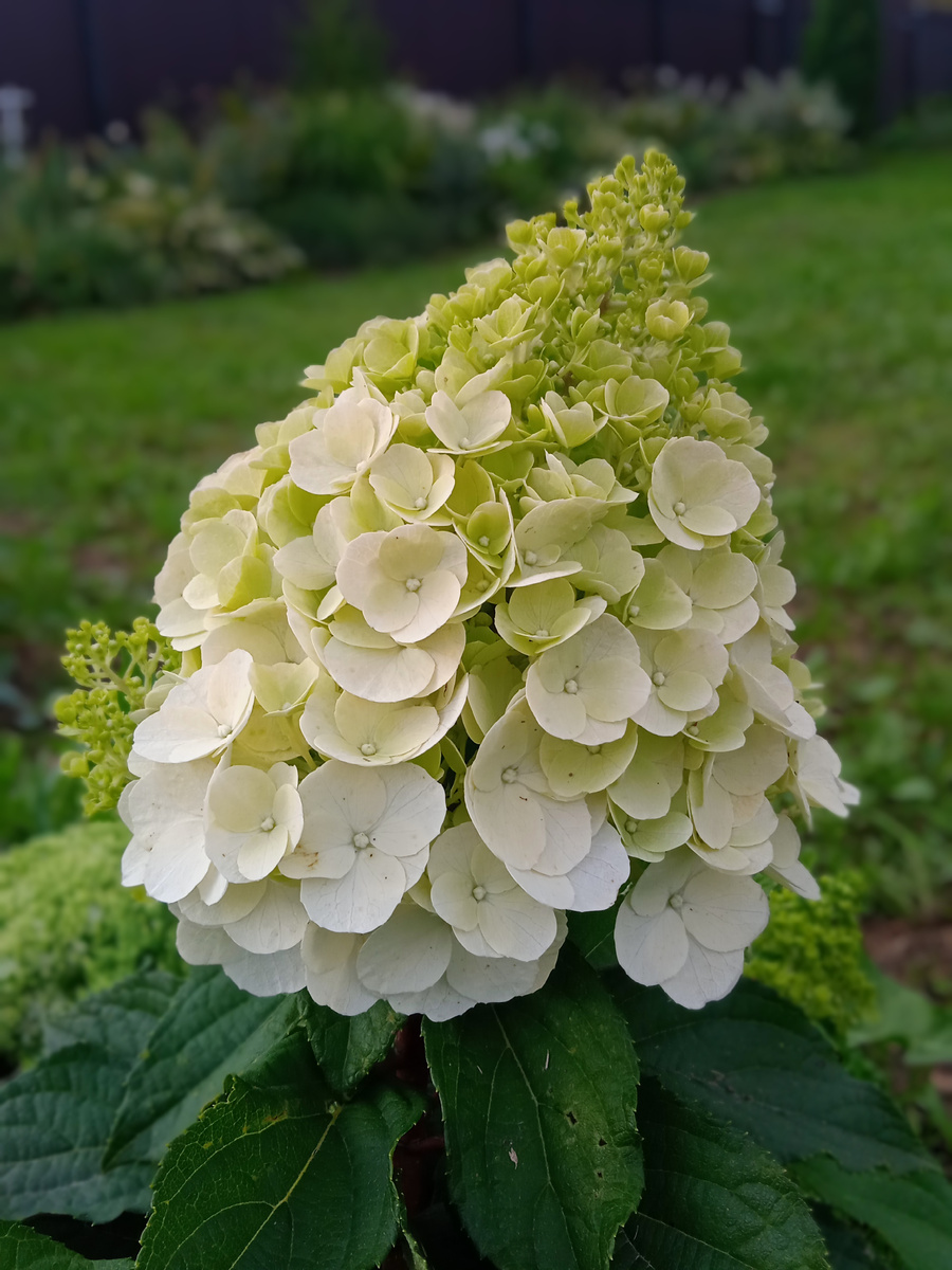 Первое цветение, 2023 год, самая крупная шапочка была чуть больше 20 см