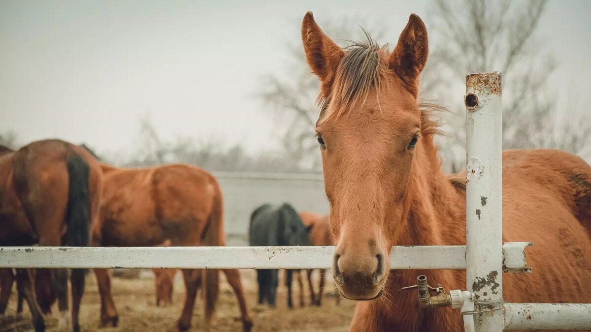     Источник: 1MI