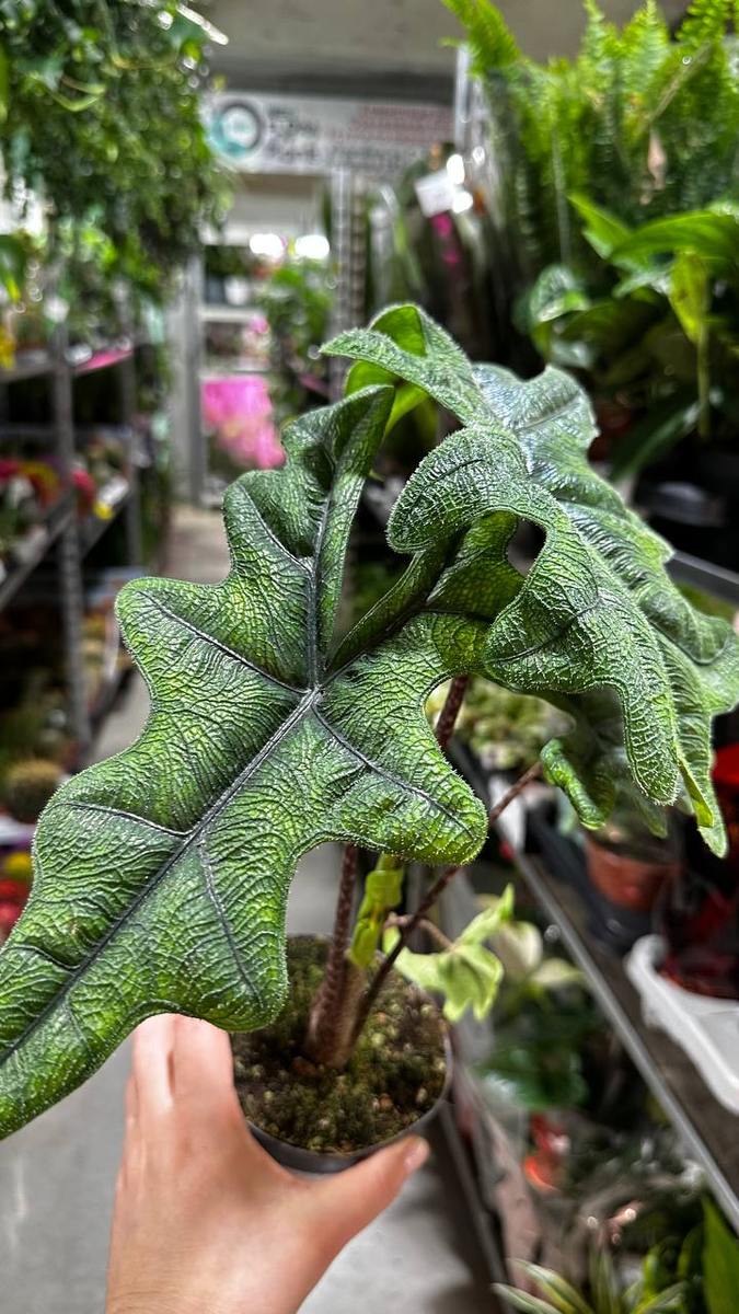 Алоказия Жаклин