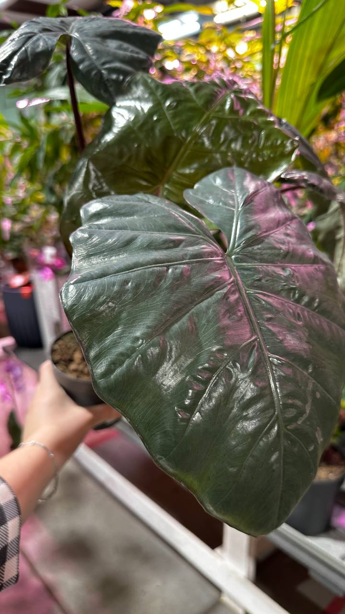 Алоказия чоколад Грин