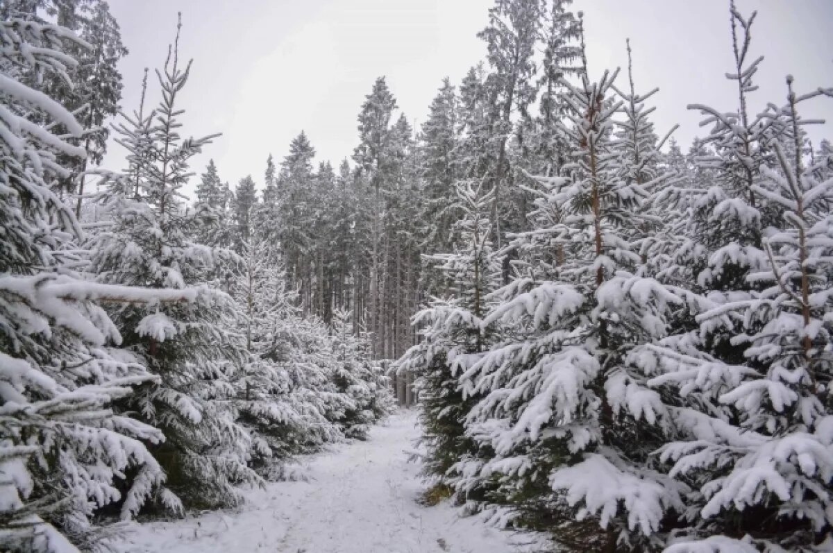    10 декабря в Туле прогнозируют облачную погоду и до -1