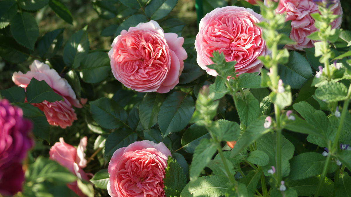 Героиня статьи