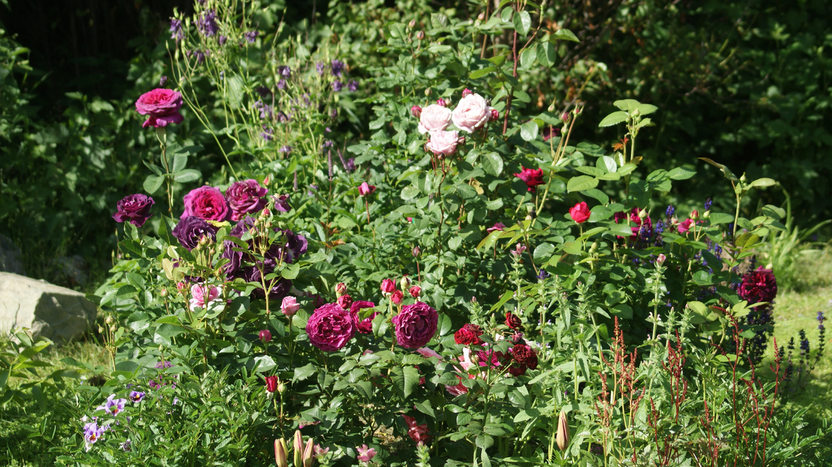 Видите розу? И я - нет, а она там.