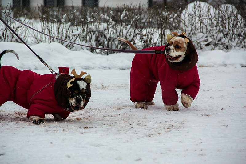 Синоптики предупреждают: Тверскую область может снова завалить снегом