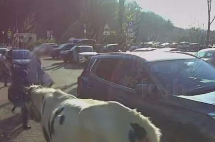 Источник фото: скриншот видео/ соцсети