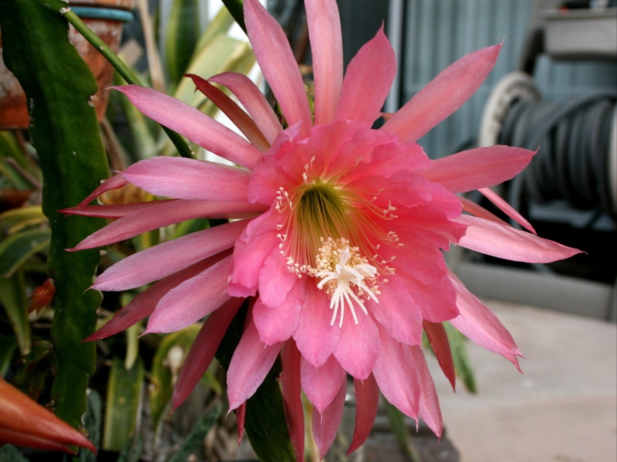 Фото: cactusnik.ru