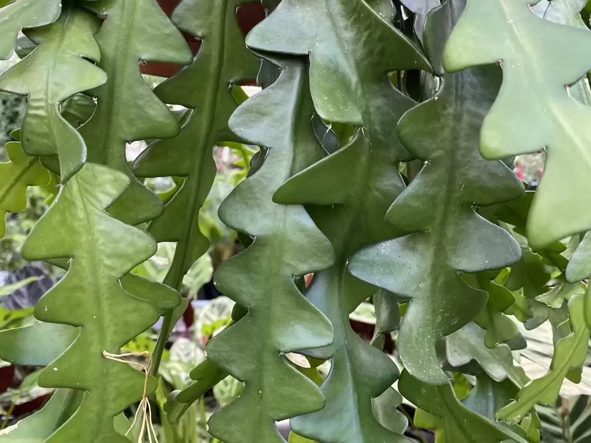 Побеги эпифиллума угловатого. Фото: cowellsgc.co.uk