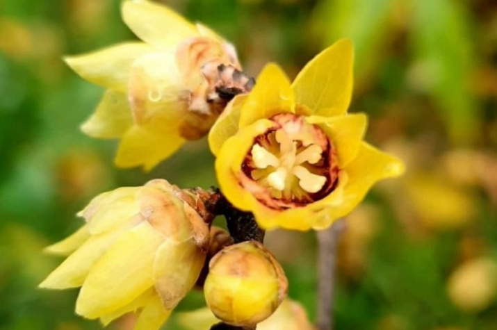    Фото дендропарк «Южные культуры