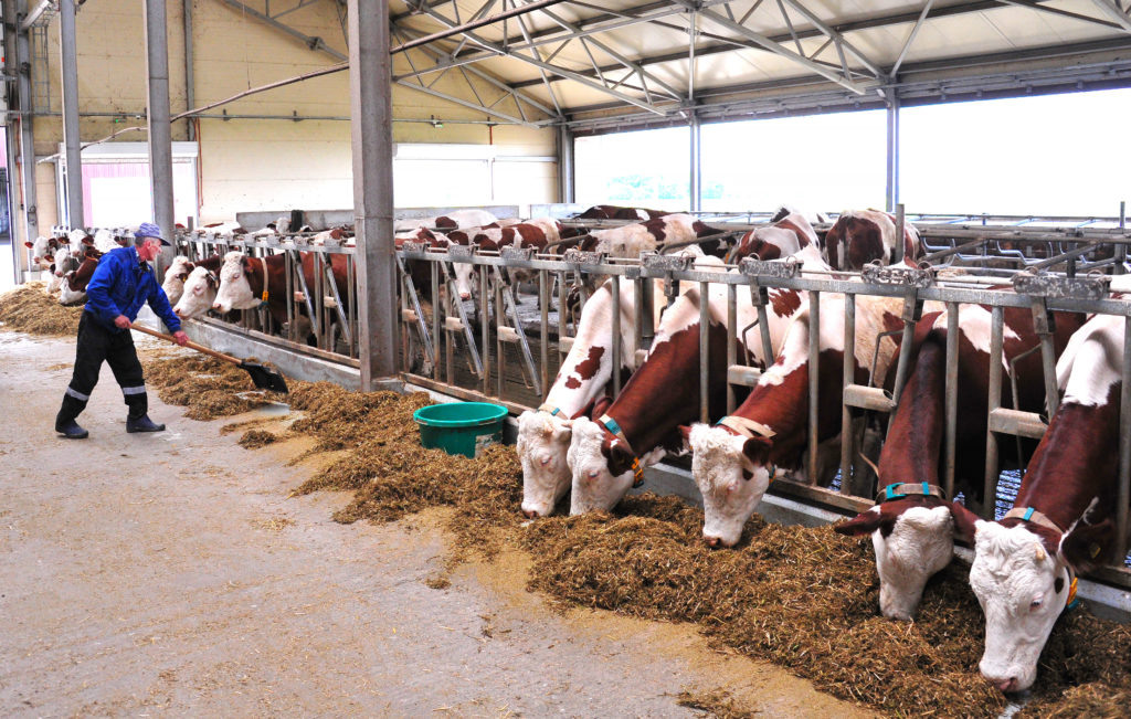    Все корма для коров в КФК Лущик выращивают сами. /Фото Ивана Журавлева.