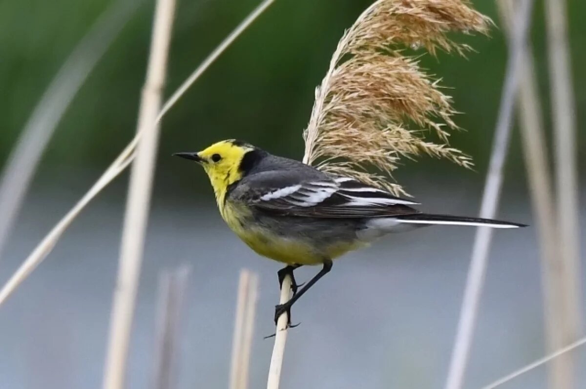    Желтоголовая трясогузка