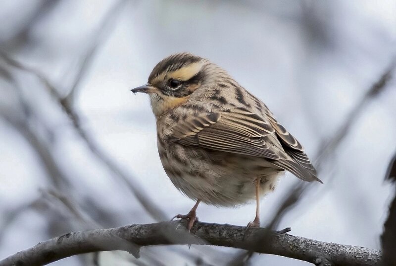    Черноголовая завирушка Фото: Ульяновский краеведческий музей/ Антон Лобачев и Максим Корольков.