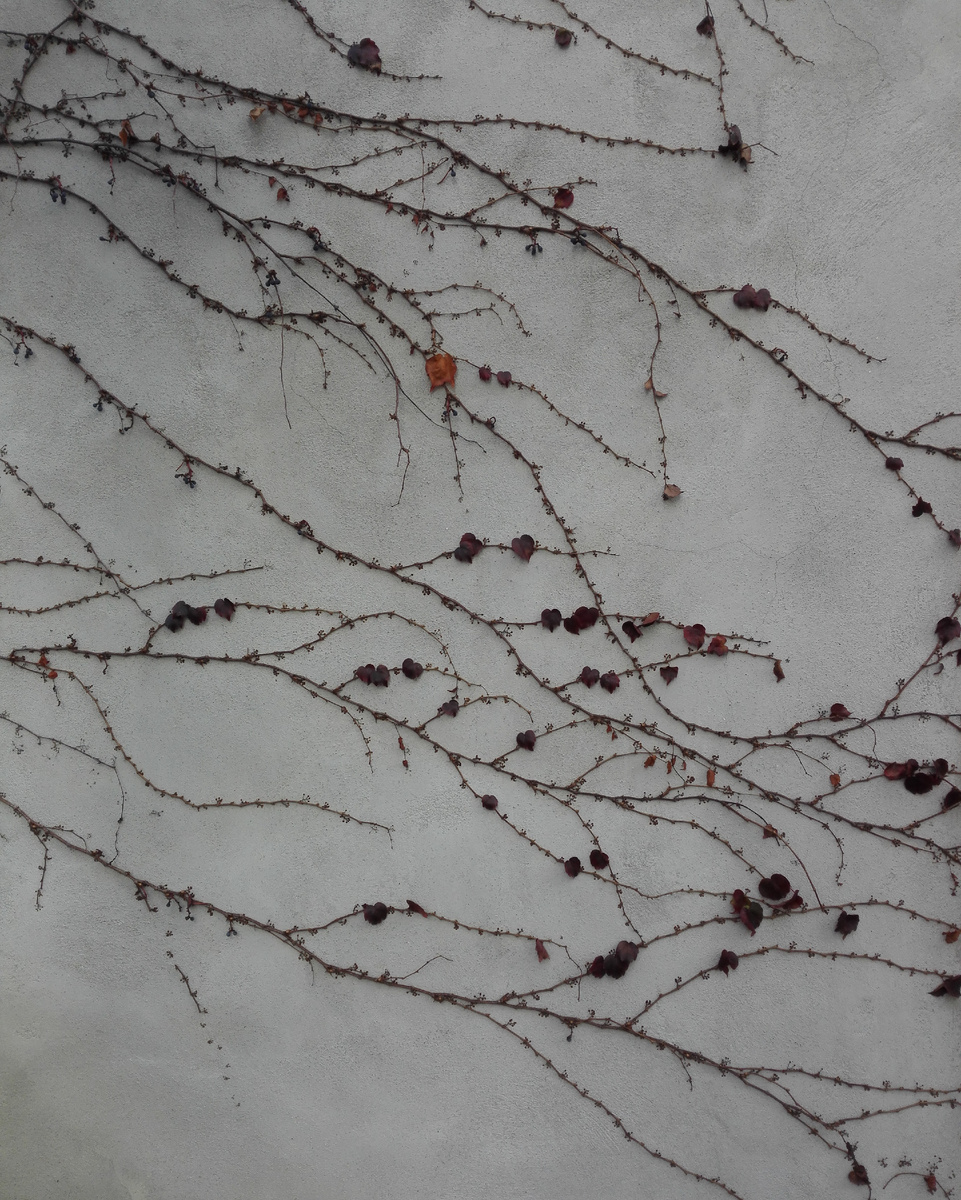 Триостренный виноград в Праге.