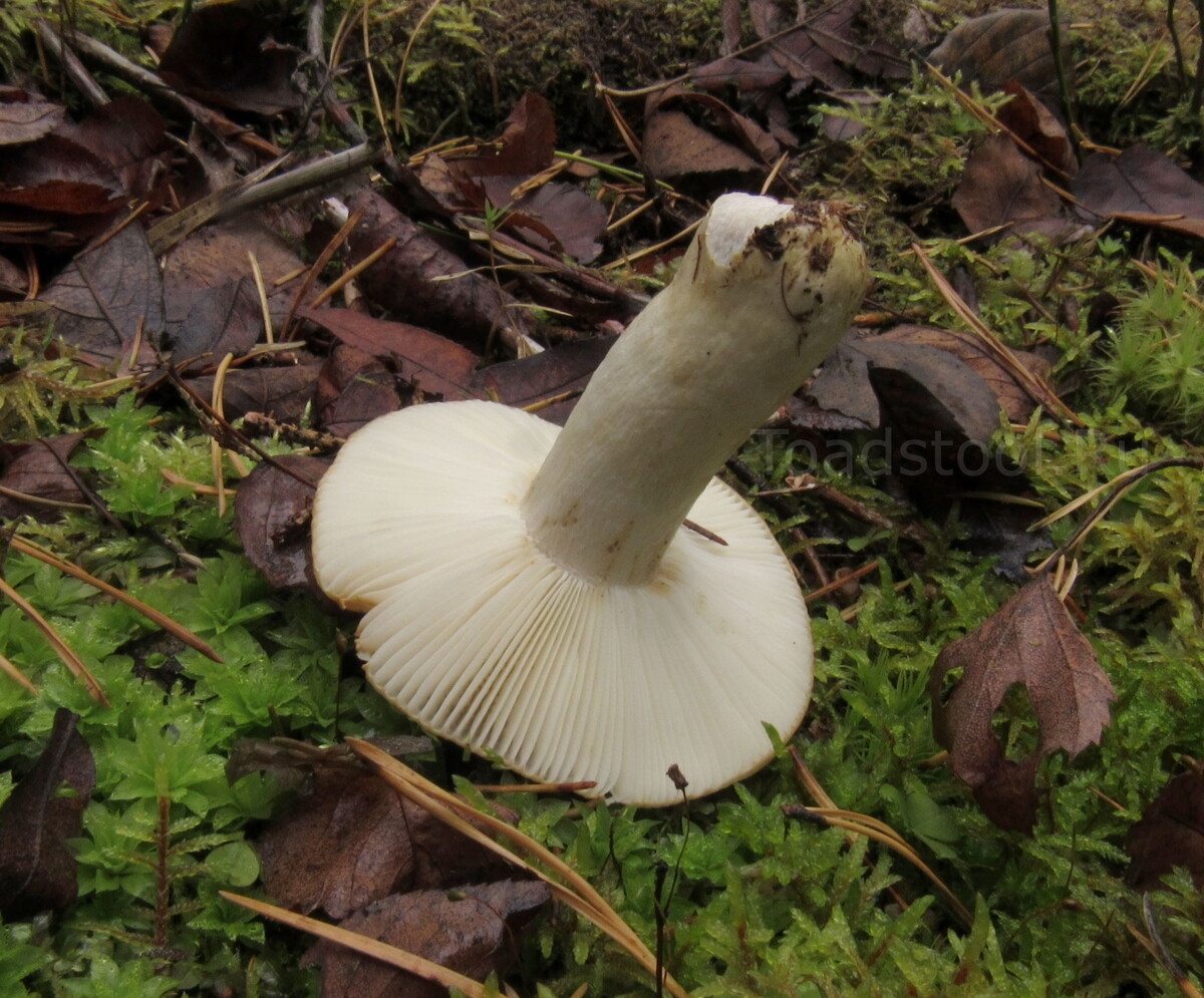 Научный ракурс. Всё стандартно (фото И.Лебединского)