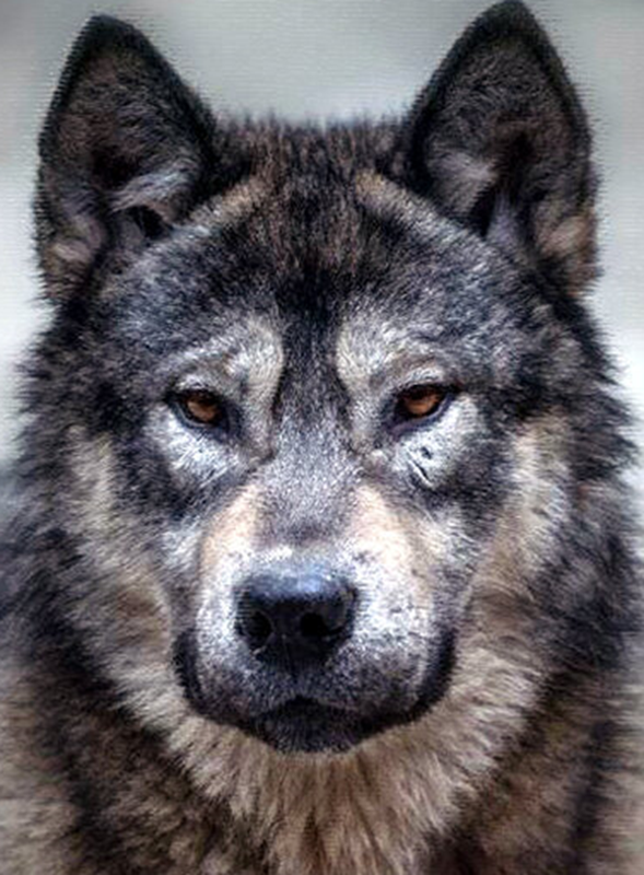 Источник krot.info