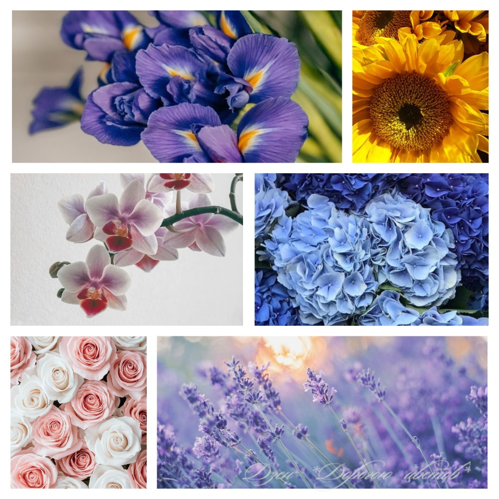 Цветы и настроение: ирис, подсолнух, орхидея, гортензия, роза, лаванда. 