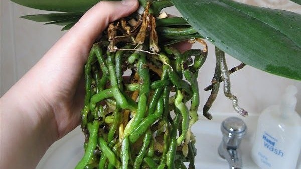Корневая система орхидеи. Фото с pinterest.com