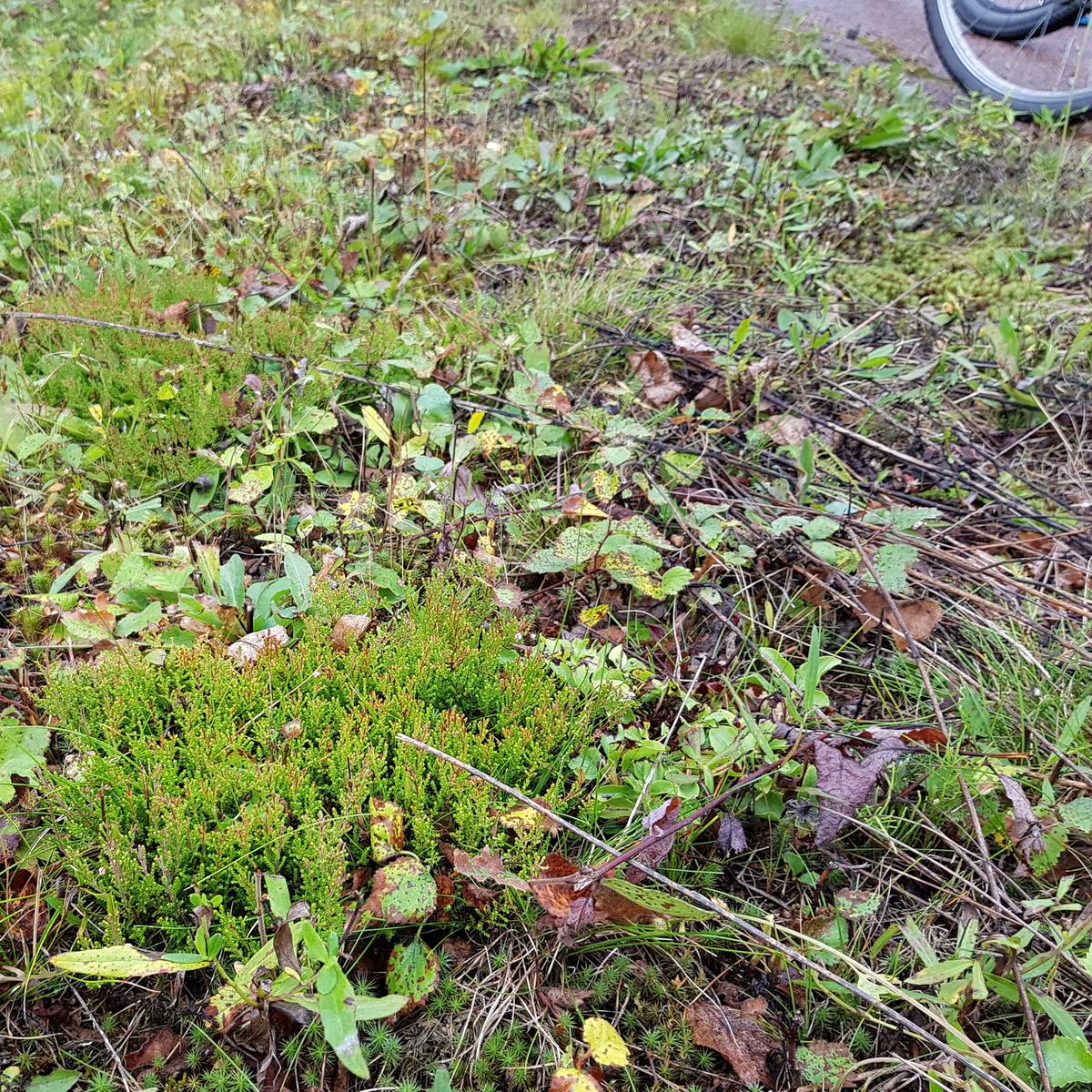 "Стриженный" вереск (Calluna vulgaris) на обочине пешеходной дорожки вблизи населённого пункта Виролахти (Финляндия). 12 сентября 2019 г.