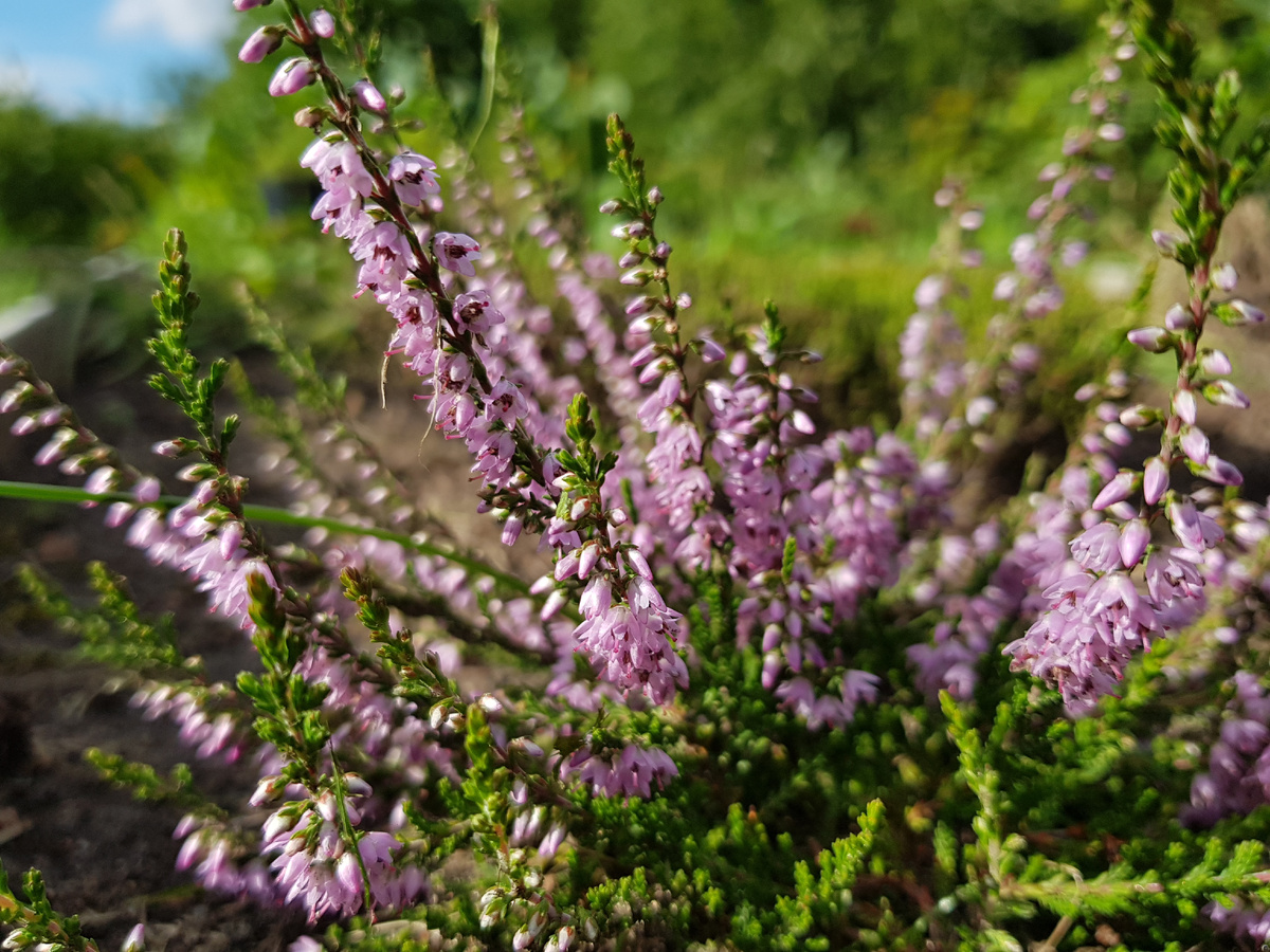 1 августа 2020 г. (3 фотографии).
