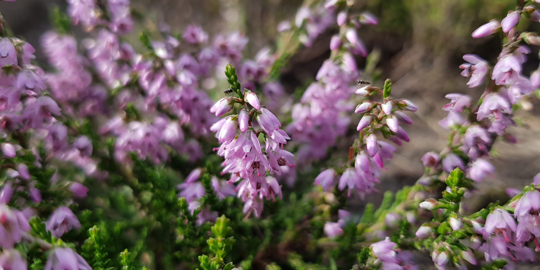 Укоренение "дикого" вереска (Calluna vulgaris), 2023 г.