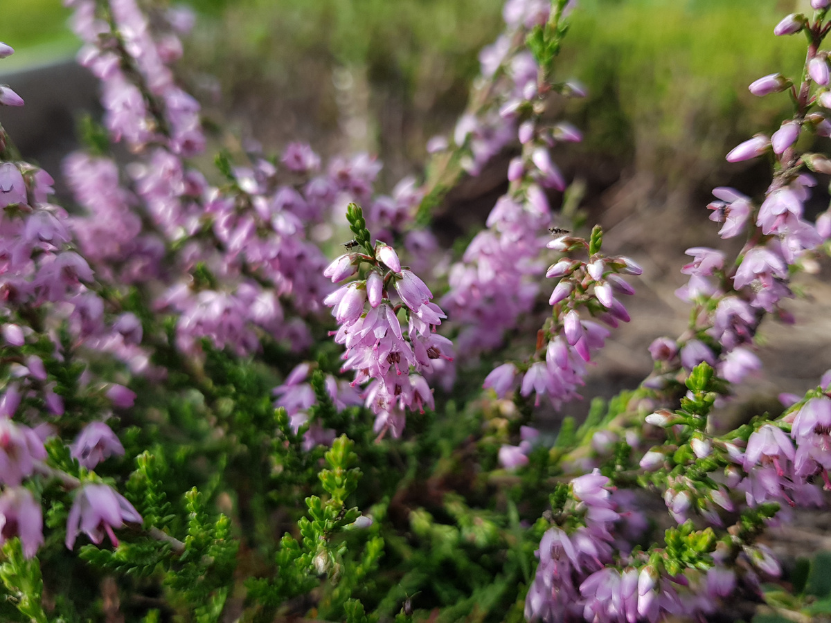 1 августа 2020 г.
