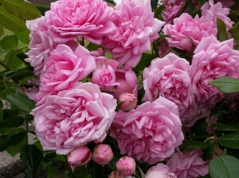 Фото с сайта rosebook.ru