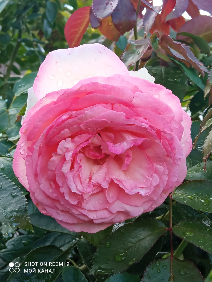 Эден Роуз в моем саду. Фото автора.